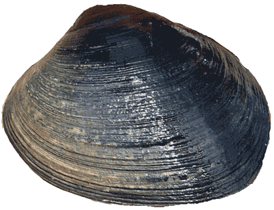 Butter Clam Butter Clam