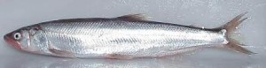 Eulachon