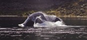 Gene Christian took this photo of a humpback whale June 9 at Clover Pass Resort.