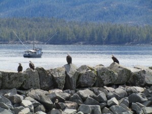 Linda Lichty took this photo of eagles at the Mountain Point boat launch, may 3. She says more than 40 eagles were there feeding on a carcass on the rocks.