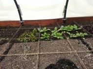 gardenweek3