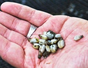 This OceansAlaska photo shows geoduck seeds.