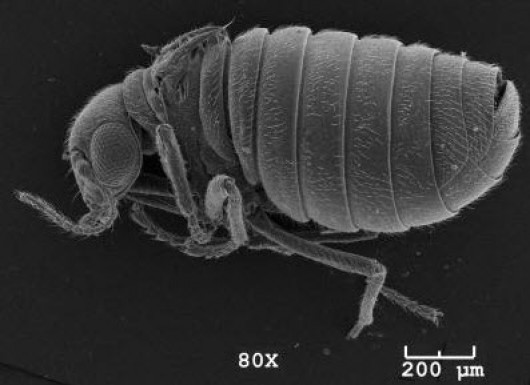 Grad student discovers new insect species on POW