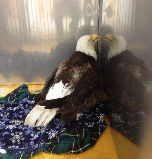 Downed eagle rescued in Carlanna Lake area