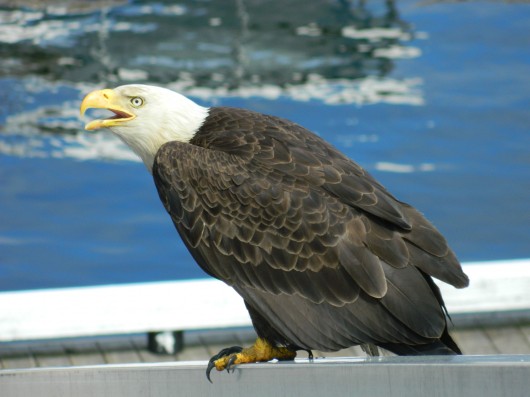 Two sick Ketchikan eagles recovering in Sitka
