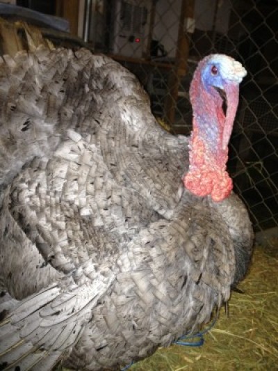 Ketchikan turkeys have a happy Thanksgiving