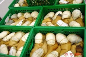 Geoducks for sale. (Alaska Department of Fish and Game photo.)