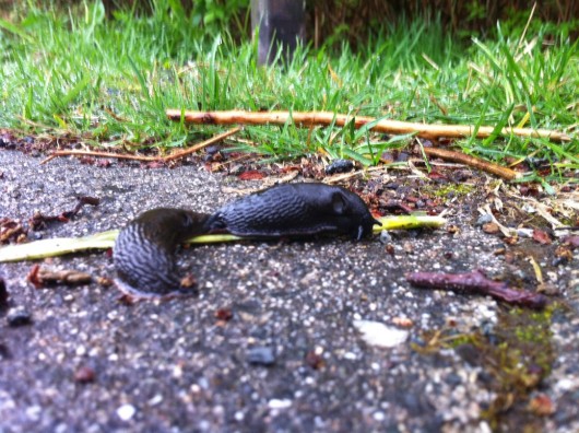 Slugs: Garden pests, but important to the forest