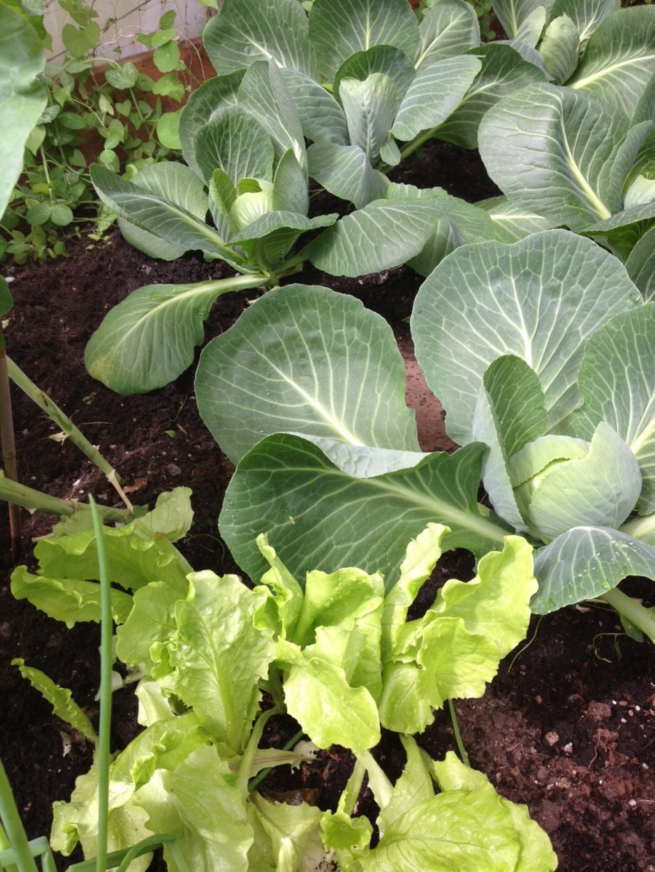 Greenhouse gardening in Ketchikan
