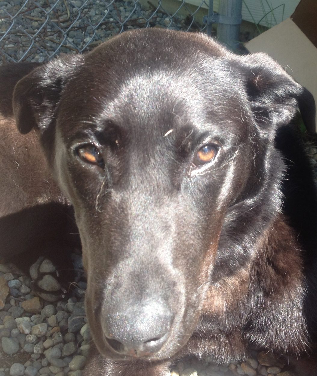 Pet of the Week – Deja Vu