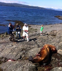 Gary Freitag and volunteers haul a dead sea lion off the rocks and closer to the incoming tide following a necropsy at Refuge Cove on Thursday.