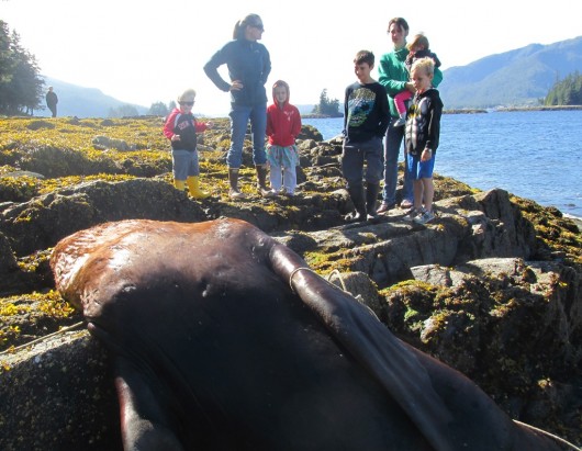Some children came to watch the sea lion necropsy with their moms on Thursday morning. 