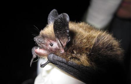 A Keen's myotis bat. (ADF&G photo)