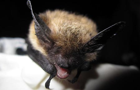 POW bat tests positive for rabies, prompts warning