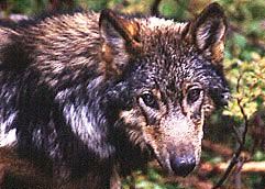 Lawsuit aims to block wolf trapping on Prince of Wales Island