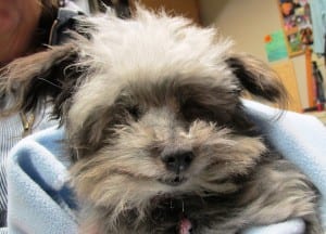 Halo is held by her new mom, Karen Owings.