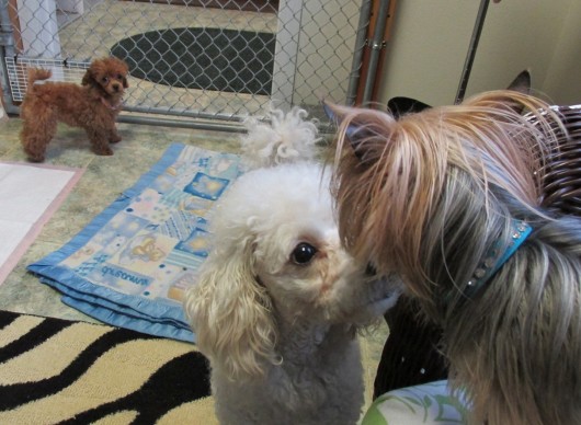 Bowie the miniature poodle sniffs noses with a Yorkshire terrier at Groomingdales while a toy poodle watches in the background.