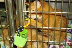 One of the many cats at the Ketchikan Gatgeway Borough Animal Shelter plays with a donated, hand-made cat toy.