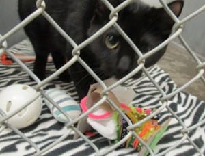 A cat at the borough's animal shelter. (KRBD file photo)