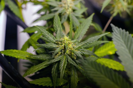 Ban, regulations in front of marijuana committee