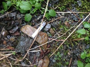 A cigarette butt on the PeaceHealth campus March 18, 2015.