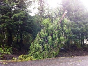 A tree lays on power lines at Forest Park. 