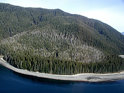 An aerial shot of a yellow cedar stand. (U.S. Forest Service photo)