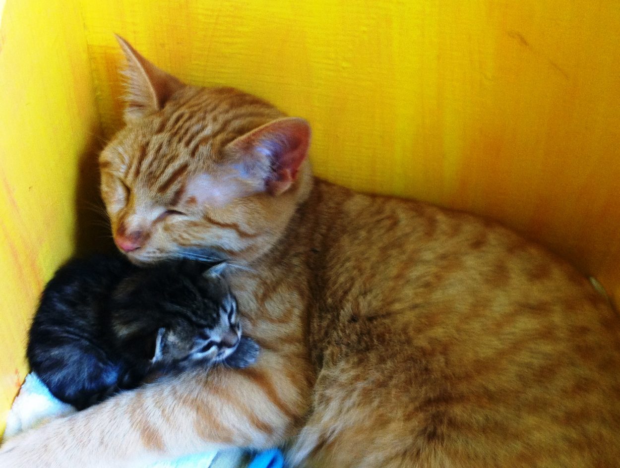 Male cat nurtures litter of abandoned kittens