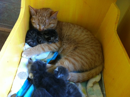 Male cat nurtures litter of abandoned 