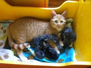 Henry and kittens3
