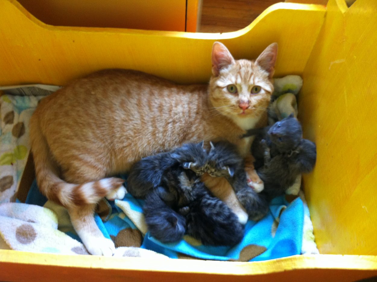 Male cat nurtures litter of abandoned 