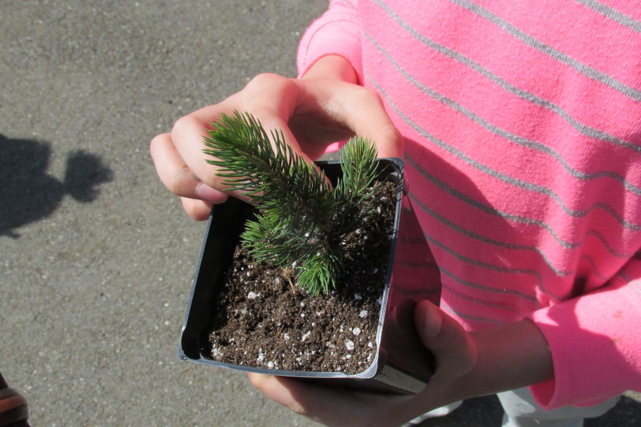 Students plant trees to celebrate Arbor Day in AK