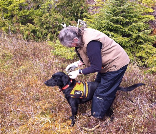 Carol Towne gets Pace ready to search for a volunteer victim, hiding in a muskeg. (Photos by Leila Kheiry)