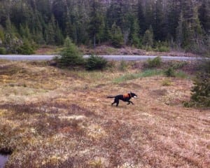 Pace is rewarded for a successful search with a game of fetch.