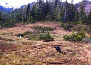 Pace is a little blurry as she takes off across the muskeg to search for a "lost" person.