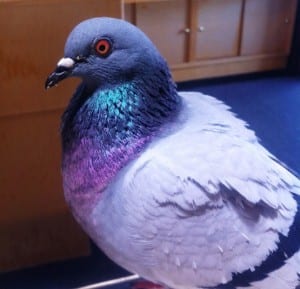 A close-up of Fifty. (Photo by Todd Phillips)