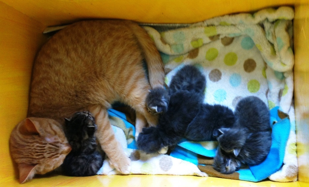 Six kittens rescued from POW roadside have died