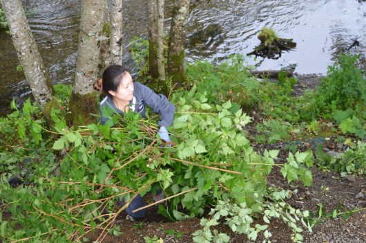 Cruise passengers volunteer in Ketchikan