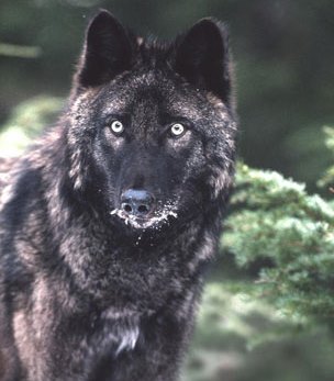 POW wolf harvest quota set at 11 animals