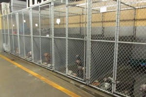Dog kennels are at capacity at the Pat Wise Animal Shelter