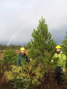 Aaron Steuerwald and Steve Hollis found the best available Shore Pine were on the Shoal Cove road system on Revillagigedo island in Southeast Alaska. (USFS photo)