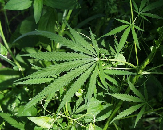 Marijuana committee to discuss possible ban