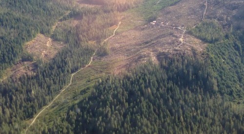 Court: Tongass Roadless Rule remains in place