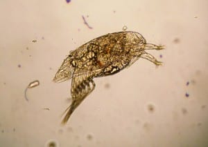 A larvae of the parasitic barnacle. (Photo courtesy Leah Sloan)