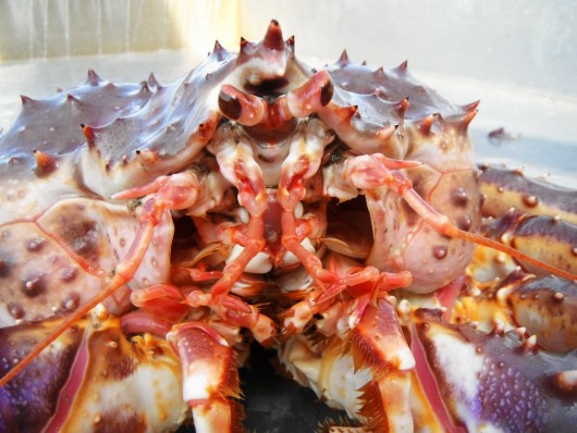 Parasite turns Alaska king crabs into zombies
