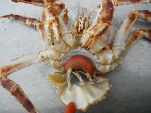 An infected red king crab with an egg sac of the parasitic barnacle.(Photo courtesy Leah Sloan)