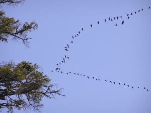 Greater white-fronted geese migrating. Photo courtesy of Andy Piston.