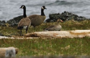 Greater white-fronted goose. Photo courtesy of Andy Piston