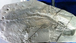 A replica of a thalattosaur fossil. The original was found recently near Kake. (Photo by Leila Kheiry)