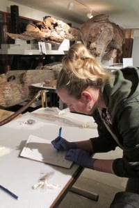 Tara Hofmann measures and catalogs a fragment.